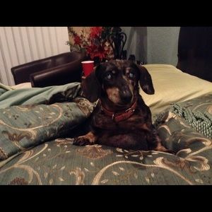 Meet your Posher, Carol